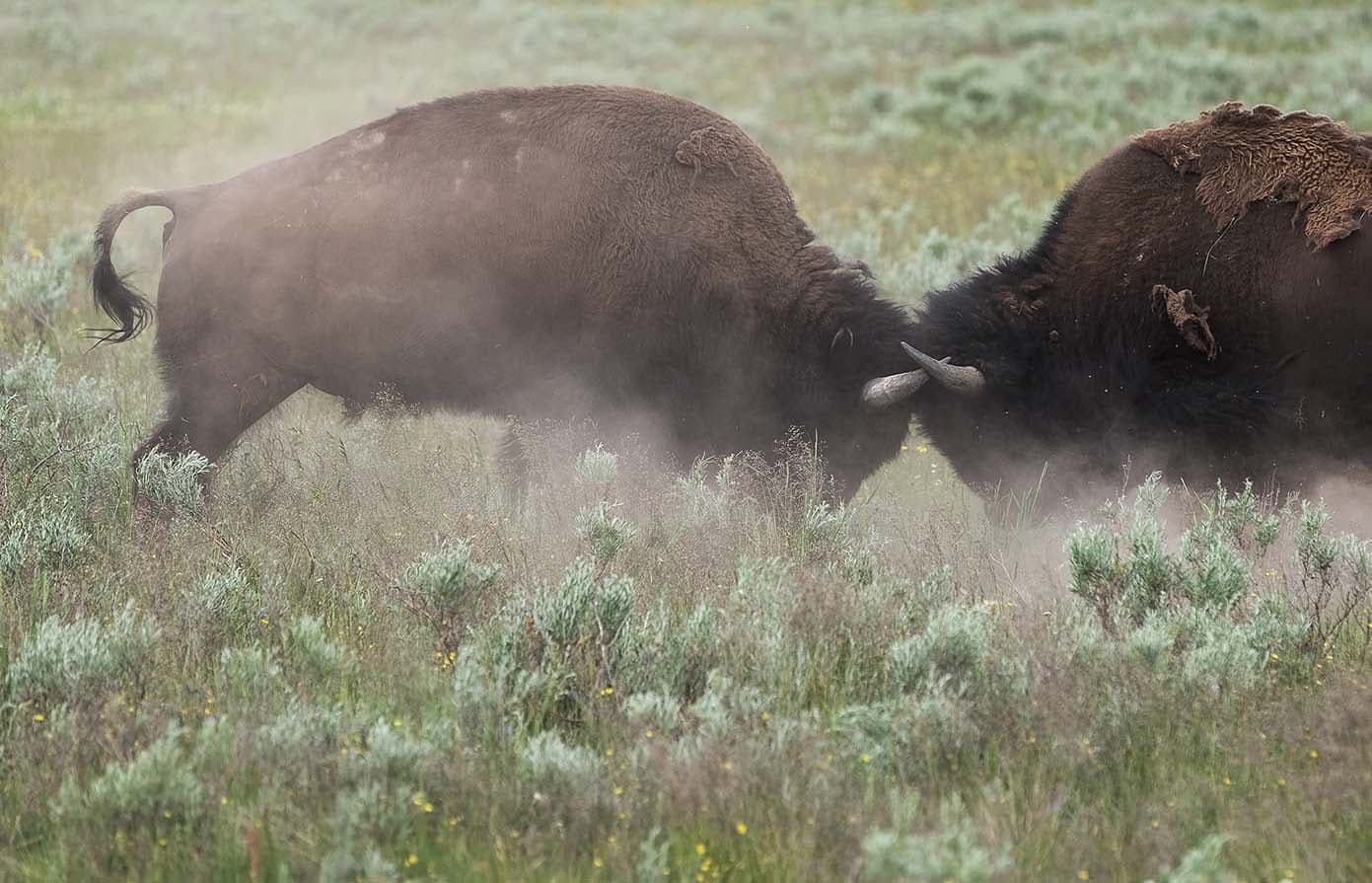 Die Bullen sind zuruck in der Kryptowelt