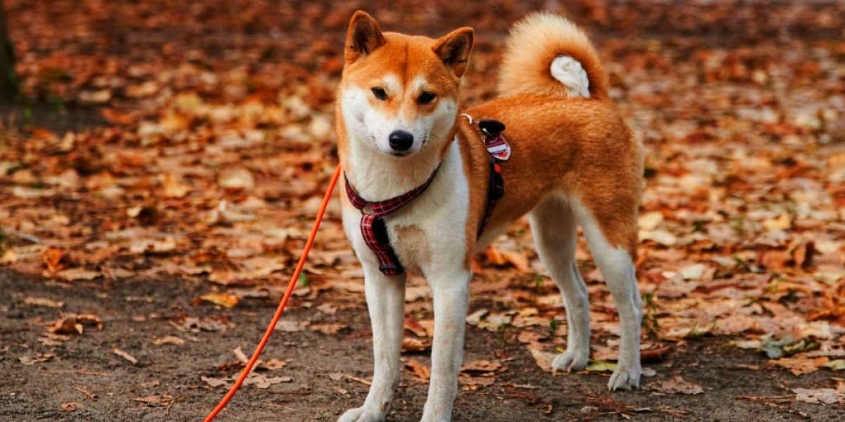 Shiba Inu Price Explosion! Meme Coin $Shib up 20%, BUY NOW?