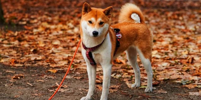 Featured article image