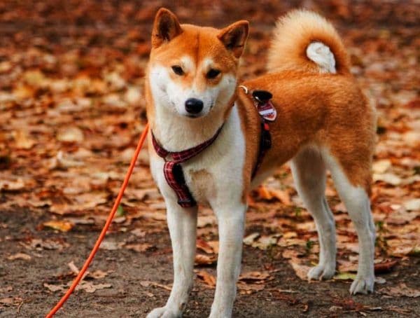 为什么柴犬币价格在下跌？
