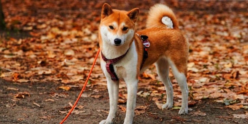 ¿Es el precio Shiba Inu ALCISTA? ¡La respuesta podria sorprenderte!