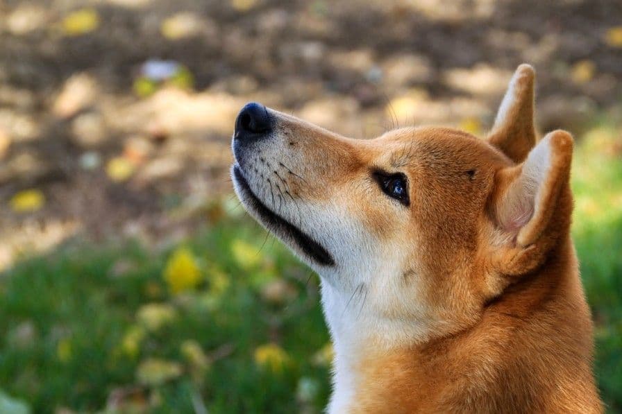 Le prix du Shiba Inu est-il HAUSSIER? Vous allez ADORER cette reponse!