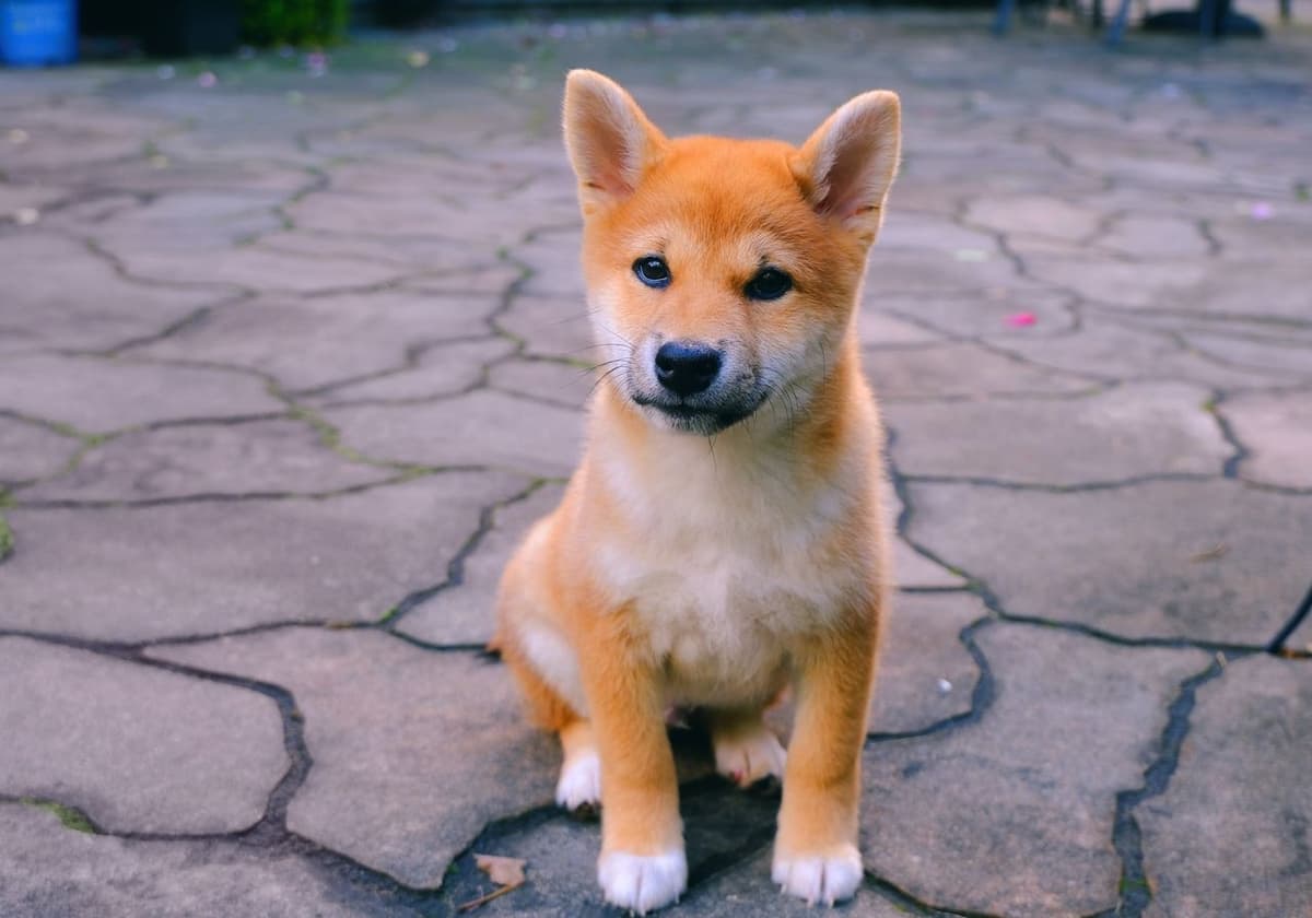 Wie du JETZT mit dem Shiba Inu Kurs Geld verdienen kannst