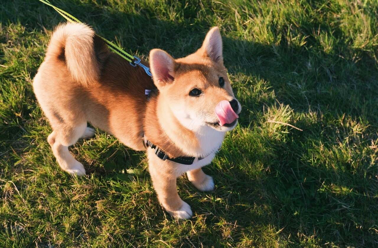 Dogecoin or Shiba Inu: Which one has a Bright Future?