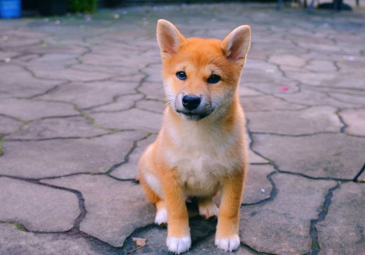 Shiba Inu: Kurzfristiger Hype-Coin oder langfristig lohnendes Investment?