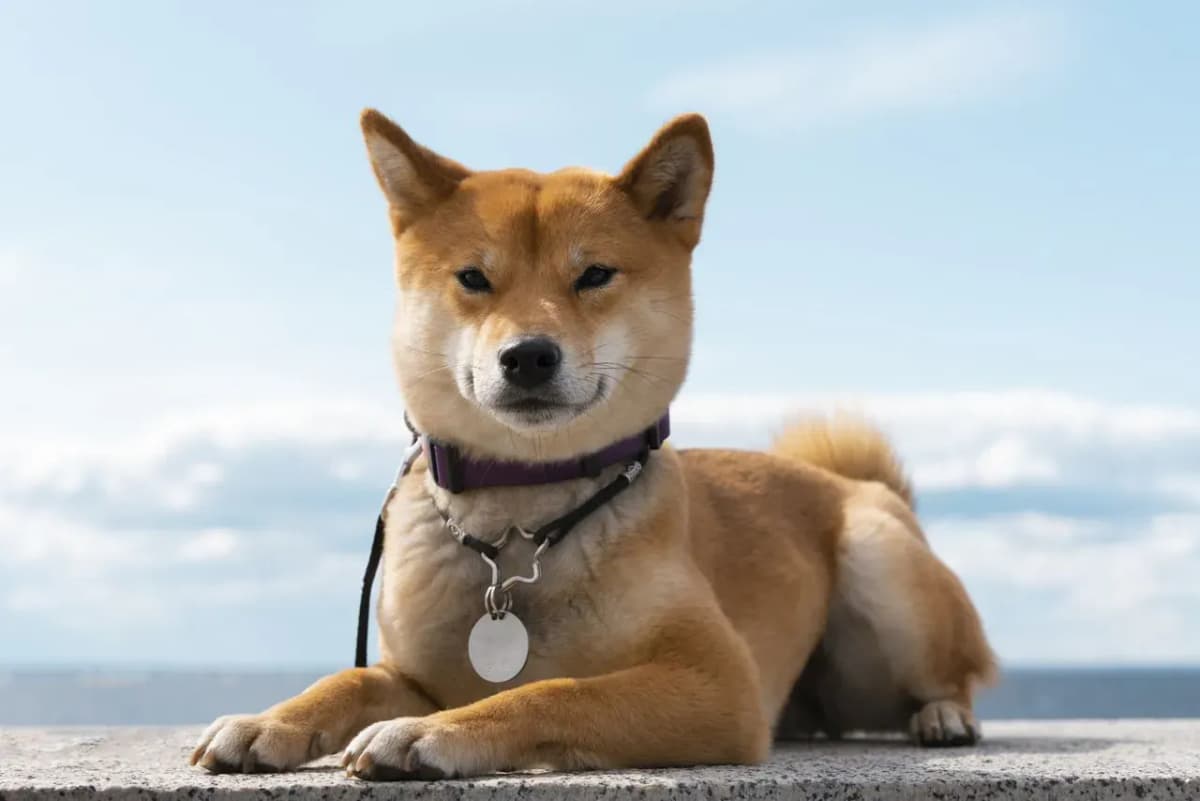 shiba inu analysis