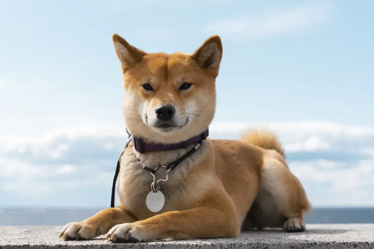 Shiba Inu Analyse