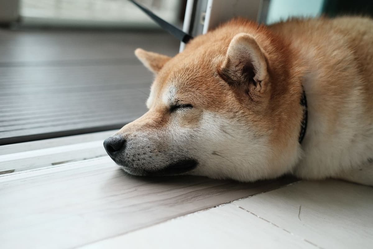 Shiba Inu Absturz: Kurs der Krypto Sensation verliert uber 30% an Wert