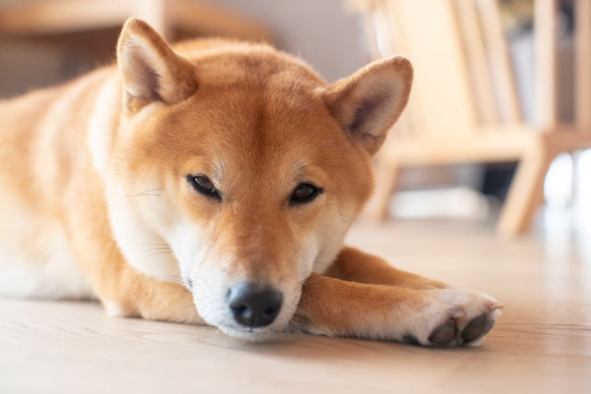 Shiba Inu Kurs Prognose – DESWEGEN solltest du deine Coins verkaufen