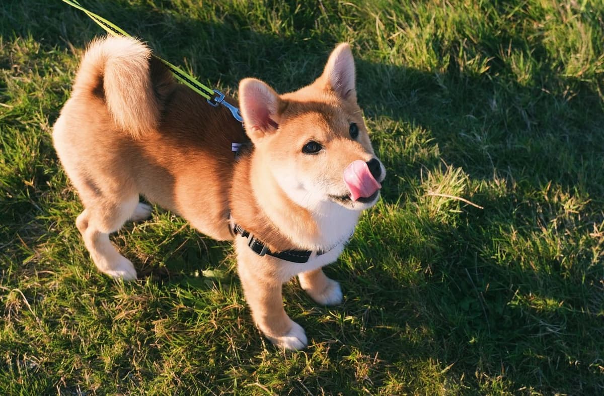 Shiba Inu Kurs Prognose – Kommt der Hundecoin zuruck? (+40%?)