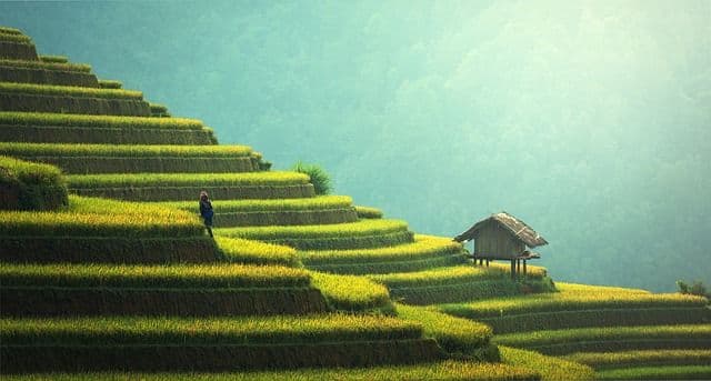 Case Study: An example of how Cryptocurrencies can help save our Environment