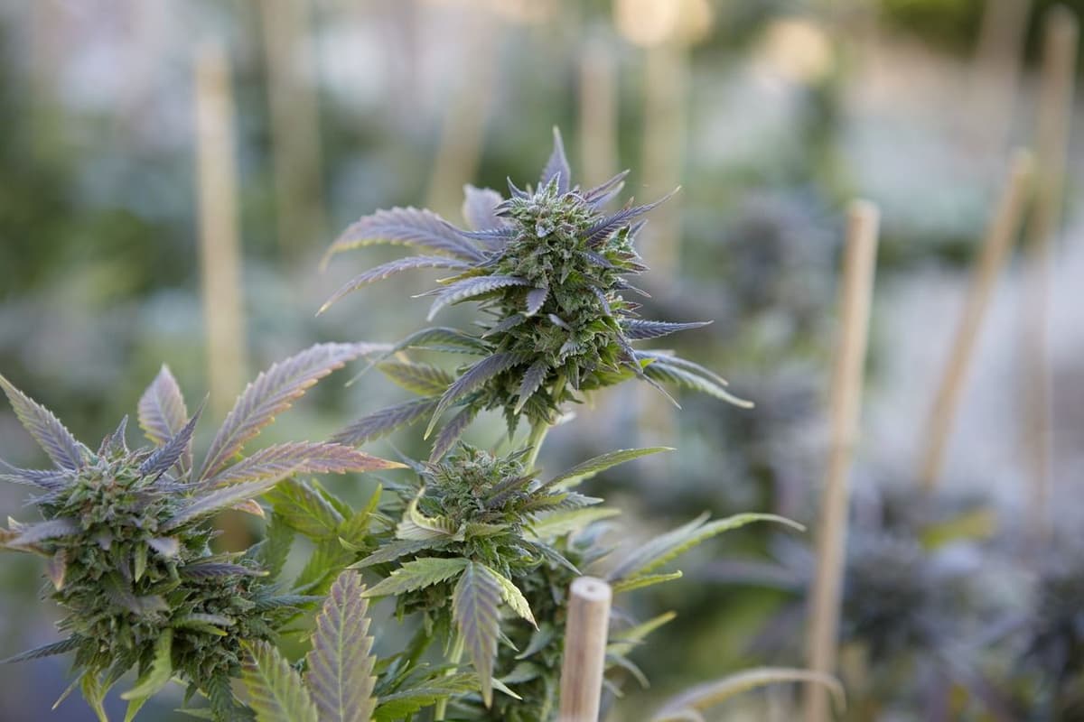 Neue Gesetzesänderungen zum 01.04. &#8211; Bitcoin und Cannabis auf Rezept