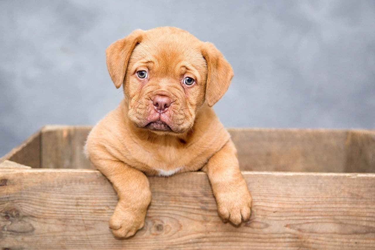 Dog Token Guide 2022 – Buy them or Sell them?