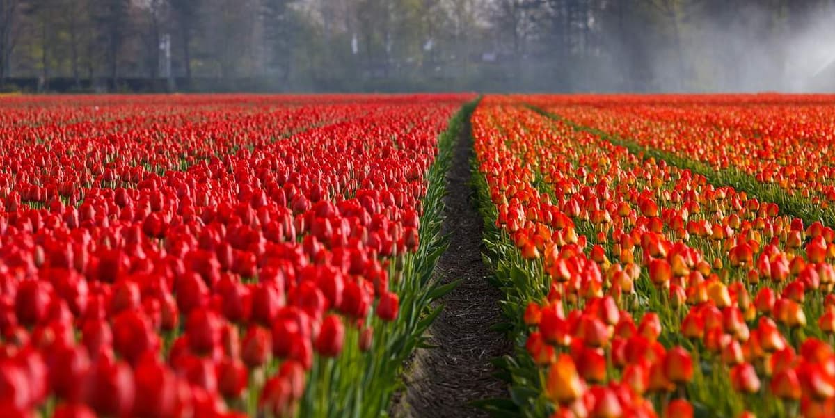 Warum der Bitcoin nichts mit der Tulpenmanie gemein hat