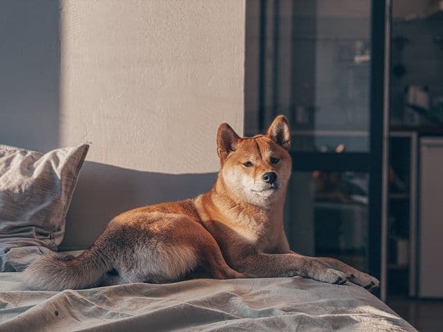 Shiba Inu: Ruhe vor dem Sturm oder ist der Hype vorbei?