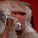 The dev is an Apecoin image