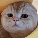 TAOCat by Virtuals & Masacoin image