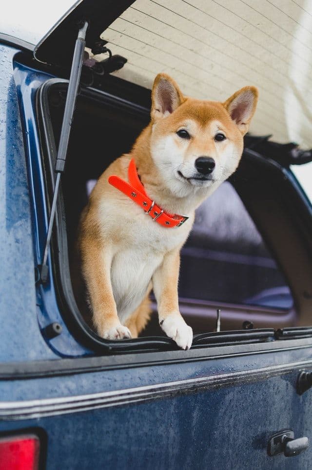 Wal-Alert: Darum konnte der Shiba Inu Kurs jetzt absturzen