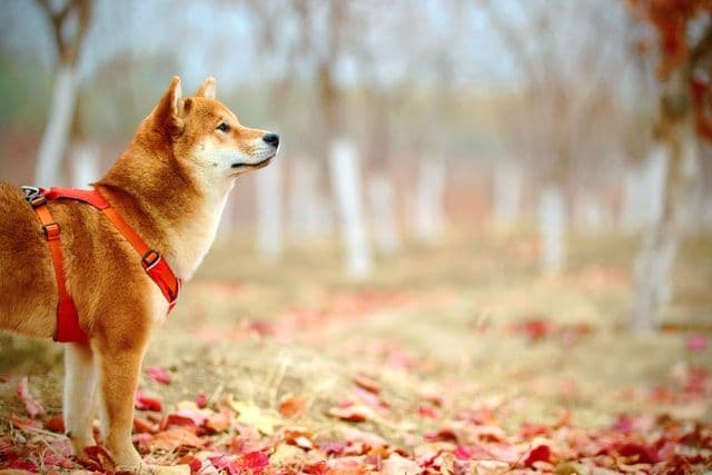 3 Grunde, warum der Shiba Inu auch 2022 nicht verschwinden wird