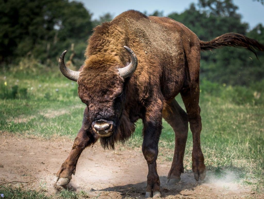 VERGE XVG Price Analysis- Bullish breakout!