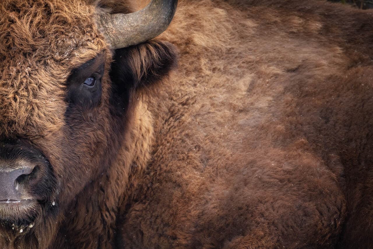 Aufruhr in der Krypto-Welt: Staking-Vorstoß von Bison sorgt für Kontroverse