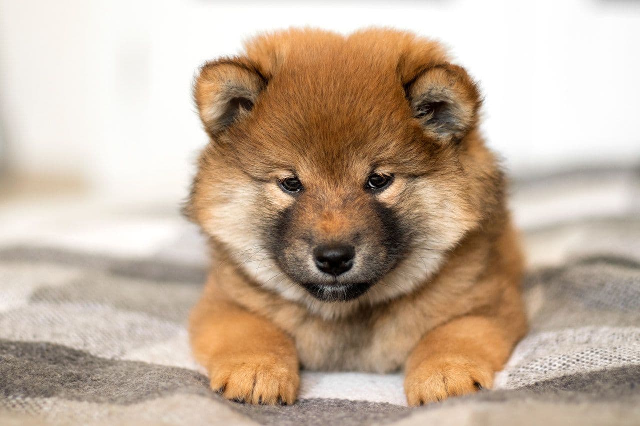 Aufgepasst: Erreicht der Baby Doge Coin bald 5 Dollar?