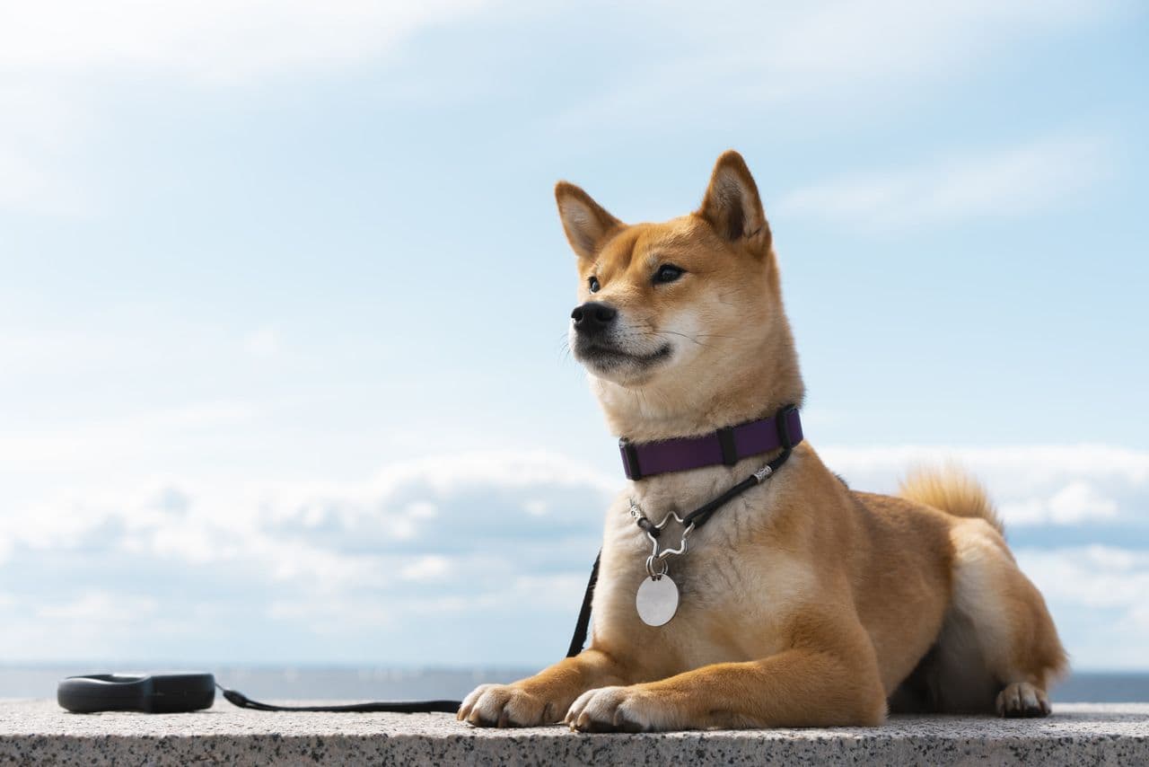 Memecoins explodieren – Kann Dogecoin und Shiba Inu um 100x steigen?