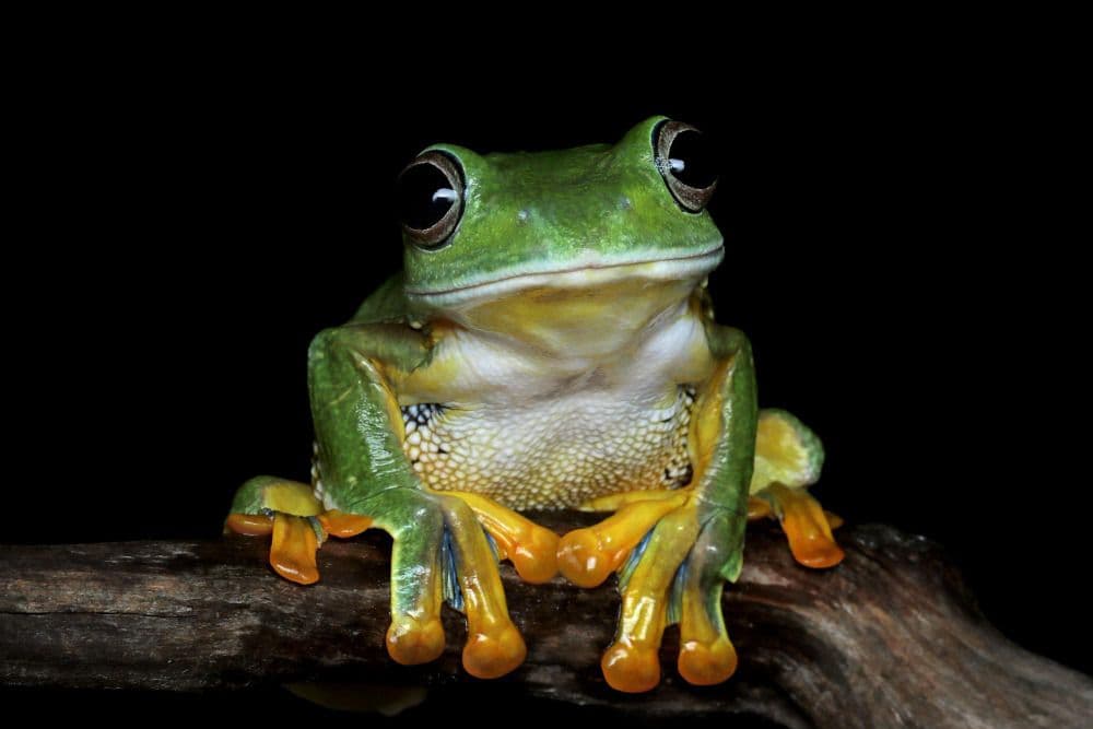 PEPE Crash: Main Investors Pulling the Plug! Time to SELL PEPE?