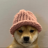 dogwifhatcoin image
