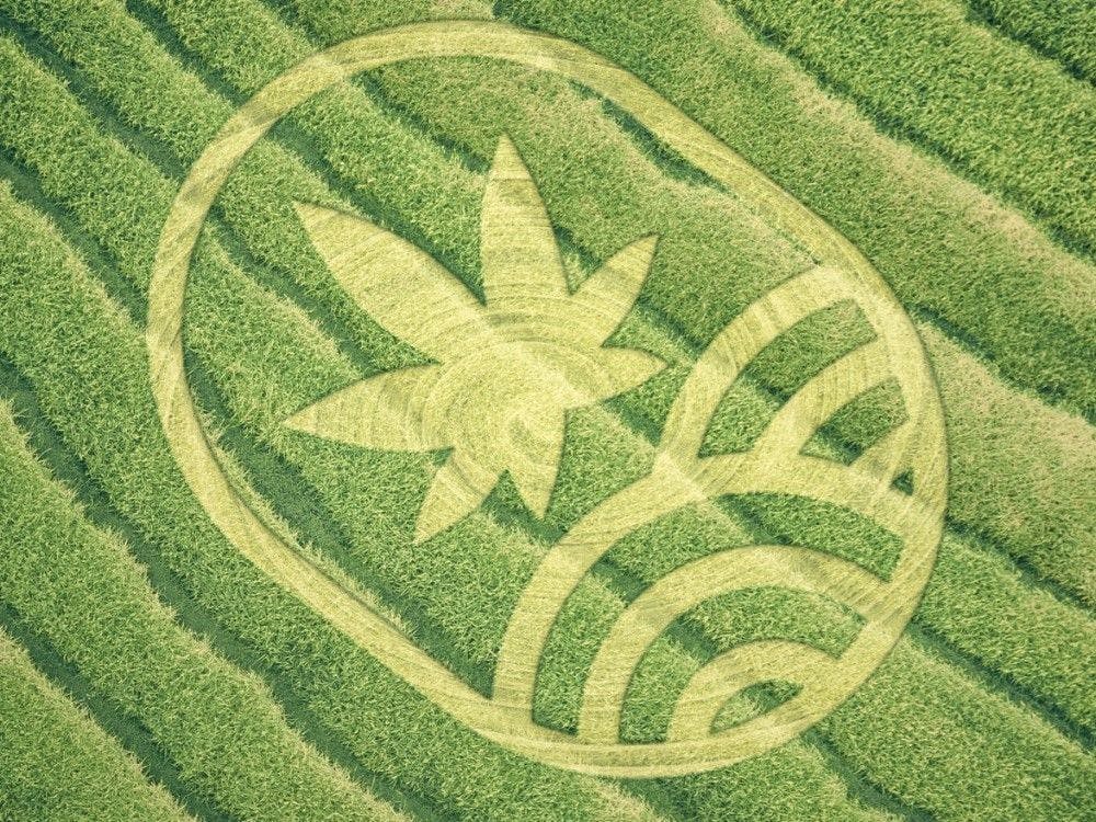 Deutsches Start-up bereit, die Cannabis-Landschaft grundlegend zu verandern!