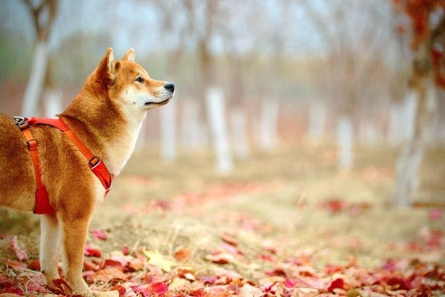 Wieso Shiba Inu schon bald zum „Dogecoin-Killer“ werden kann