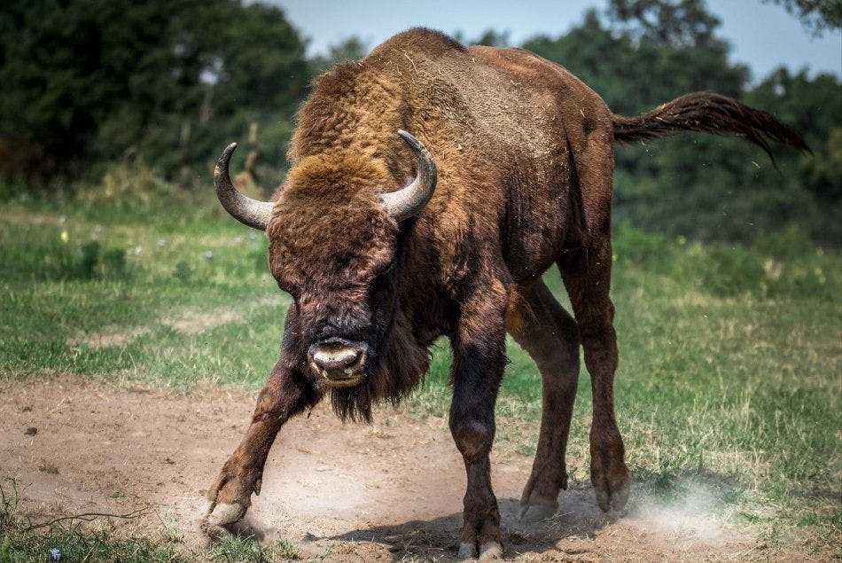All Time Highs in diesem Jahr – Ist das der großte Bullrun aller Zeiten?