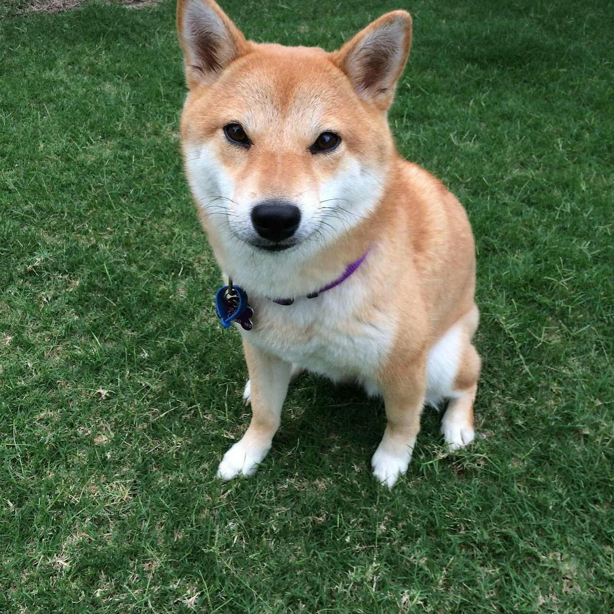 While Cryptos Retrace, SHIBA INU Token Shoots 50% – What’s Happening?